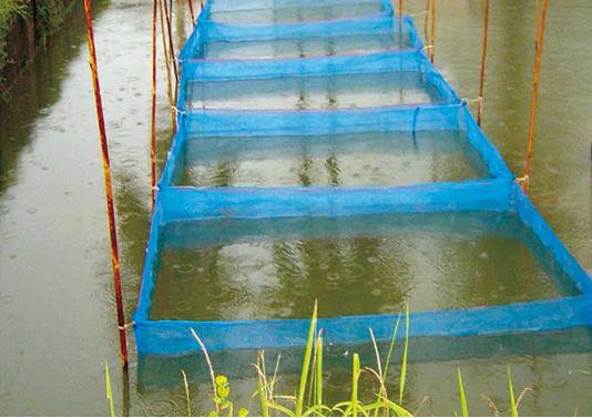 Công nghệ Thu - Ấp trứng cá Rô Phi